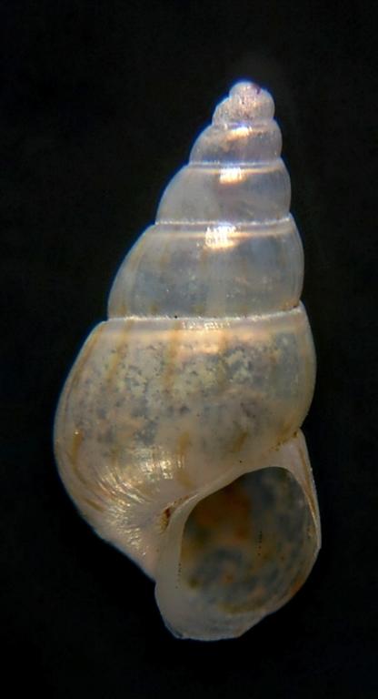 Pusillina ? = Pusillina munda